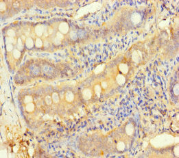 TESPA1 Antibody