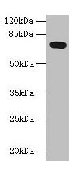 FAM234B Antibody
