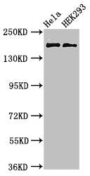 KIDINS220 Antibody