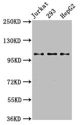 KIF5B Antibody