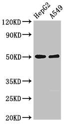 KIR3DL1 Antibody