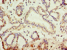 KLF3 Antibody