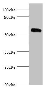 KLF4 Antibody