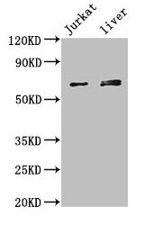KLHL2 Antibody
