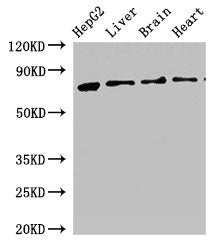 KLKB1 Antibody