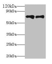 Klkb1 Antibody
