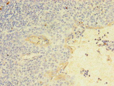 KLRC2 Antibody