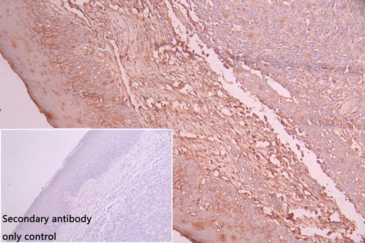KLRK1 Antibody