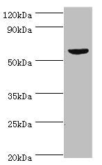 KMO Antibody