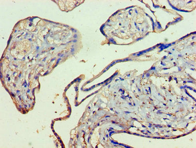 KMO Antibody