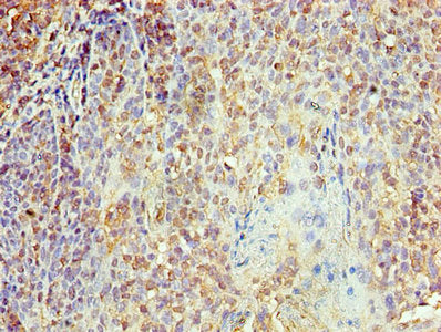 KPNA1 Antibody