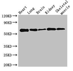 KPNA4 Antibody
