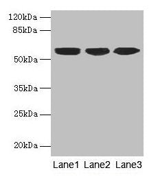 KRT10 Antibody