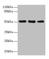 KRT38 Antibody