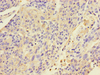 KRT4 Antibody