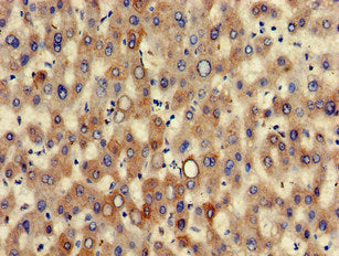 KRT7 Antibody