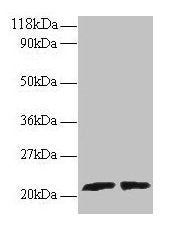 ARL2 Antibody