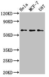 KY Antibody