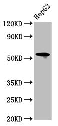 LAG3 Antibody