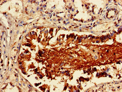 LAIR1 Antibody
