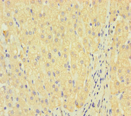 LAIR2 Antibody