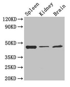 LAMP2 Antibody
