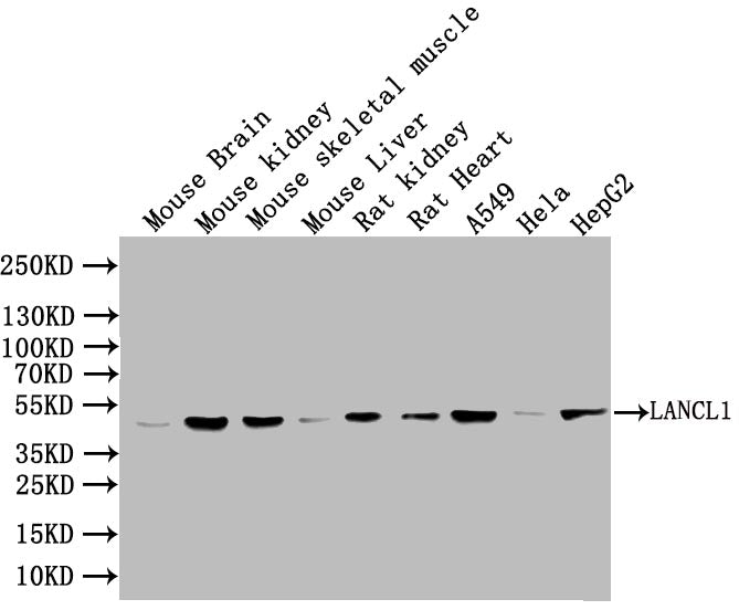 LANCL1 Antibody