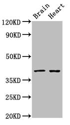 CERS1 Antibody
