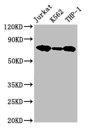 LCP1 Antibody
