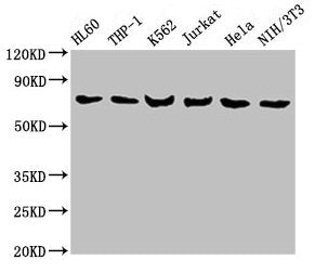 LCP1 Antibody