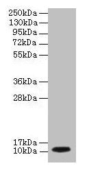 DYNLL1 Antibody