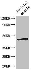 LEF1 Antibody