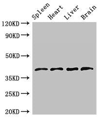 LEFTY1 Antibody