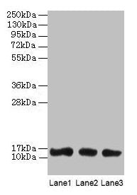 LGALS1 Antibody