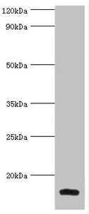 LGALS2 Antibody
