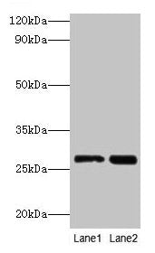 LGALS3 Antibody