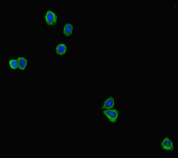 Lgals4 Antibody
