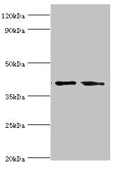 LGALS9 Antibody
