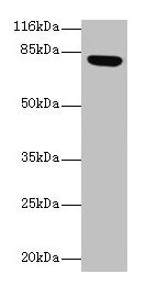 Lhcgr Antibody