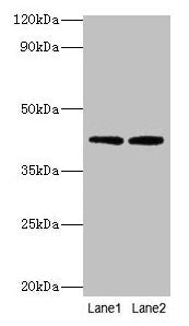 LIAS Antibody