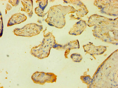 LIG1 Antibody