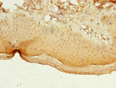 LILRA4 Antibody