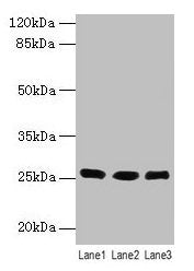 LIN7A Antibody