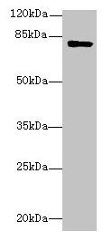 LMF2 Antibody