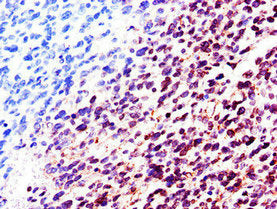 LMNB2 Antibody