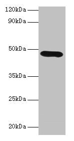 Lox Antibody