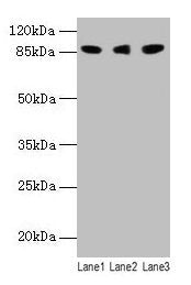 Loxl2 Antibody