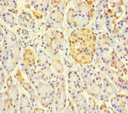 LOXL3 Antibody