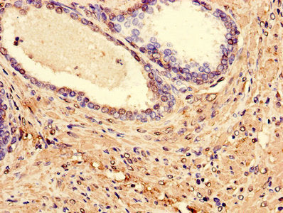 LPXN Antibody