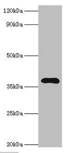 LRG1 Antibody